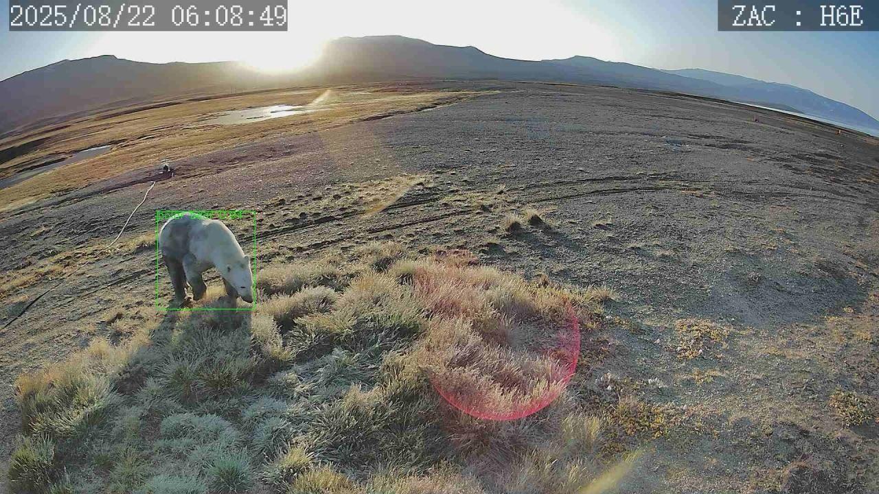 polar bear with bounding box