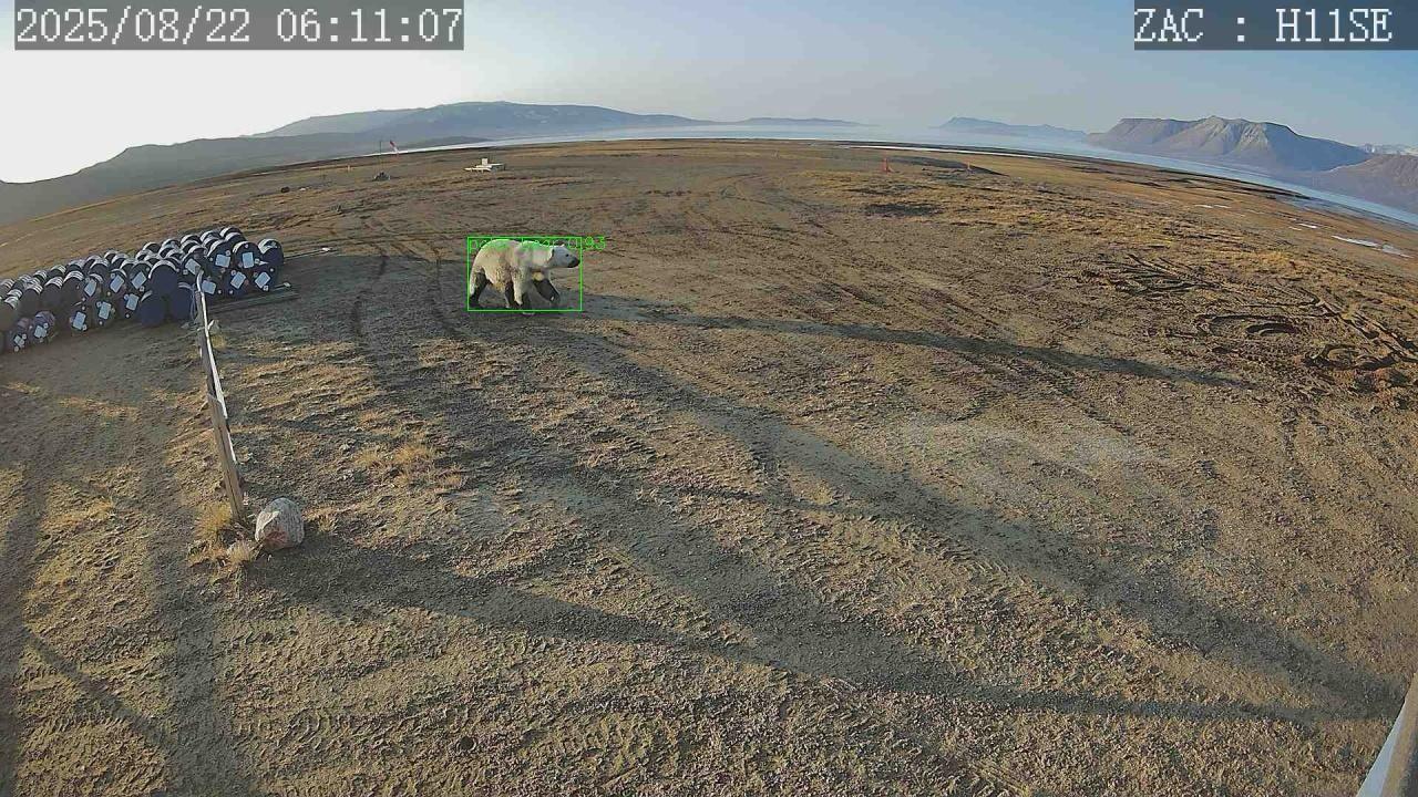 polar bear with bounding box