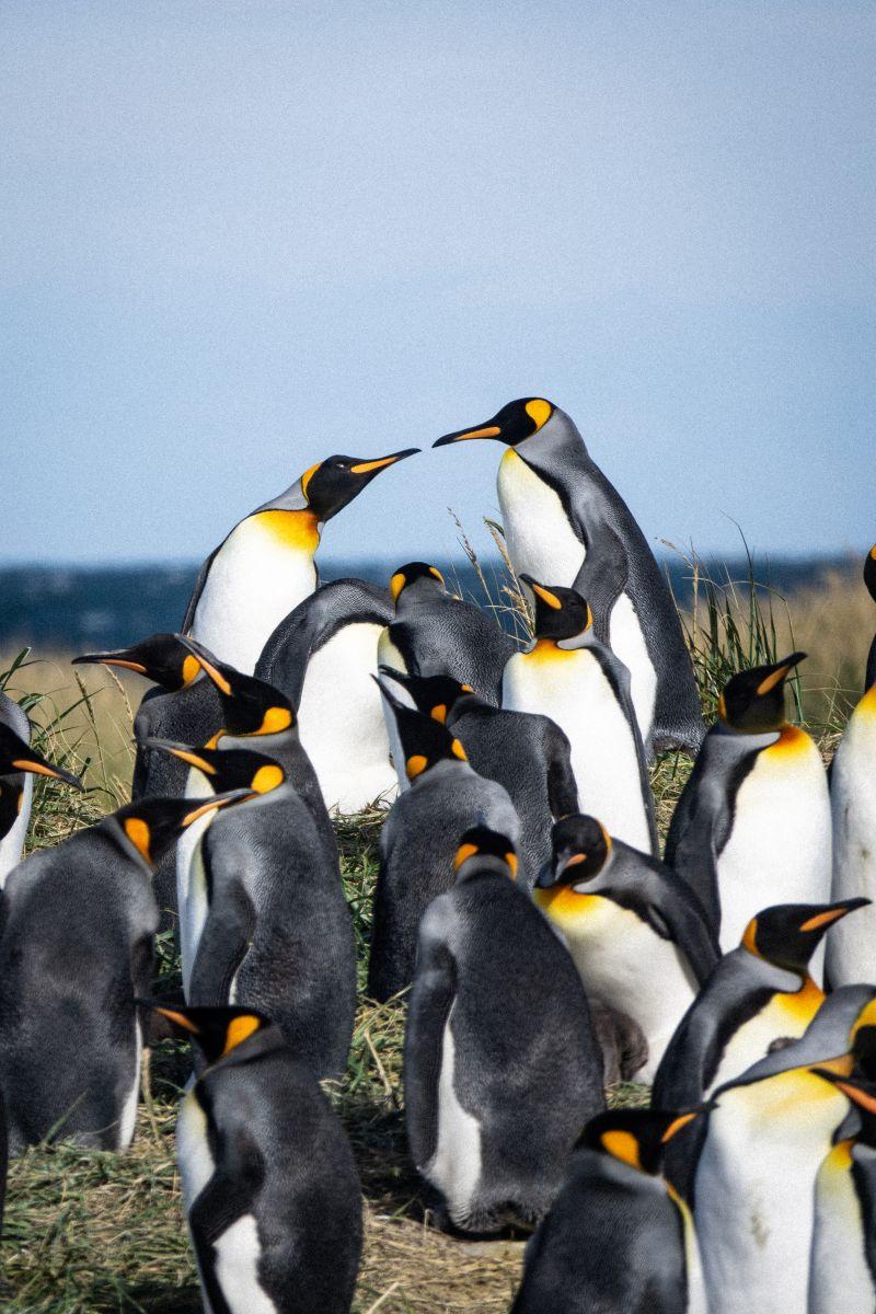 King Penguins in Tierra del Fuego