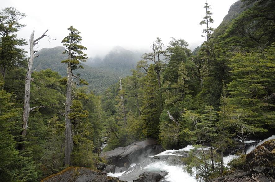 Valdivian forest