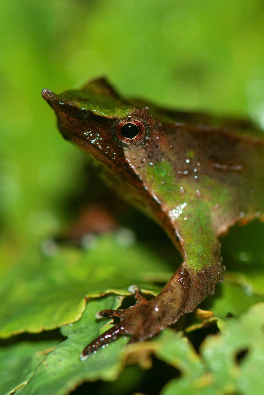 Rhinoderma darwinii