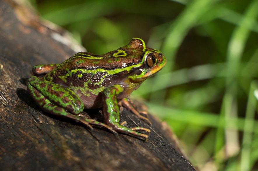 Hylorina sylvatica