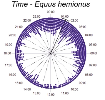 circular chart of daily animal activity
