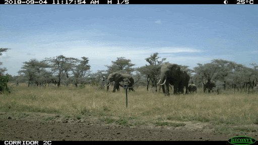 A gif showing a herd of migrating elephants.