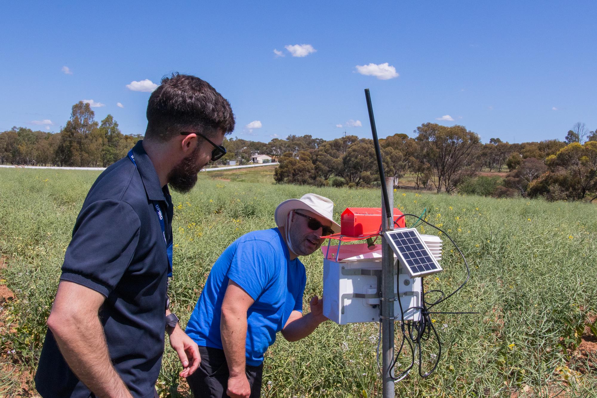 Two people looking at a Trapview moth pest trap in a canola field. Image courtesy of Amber B Cunningham