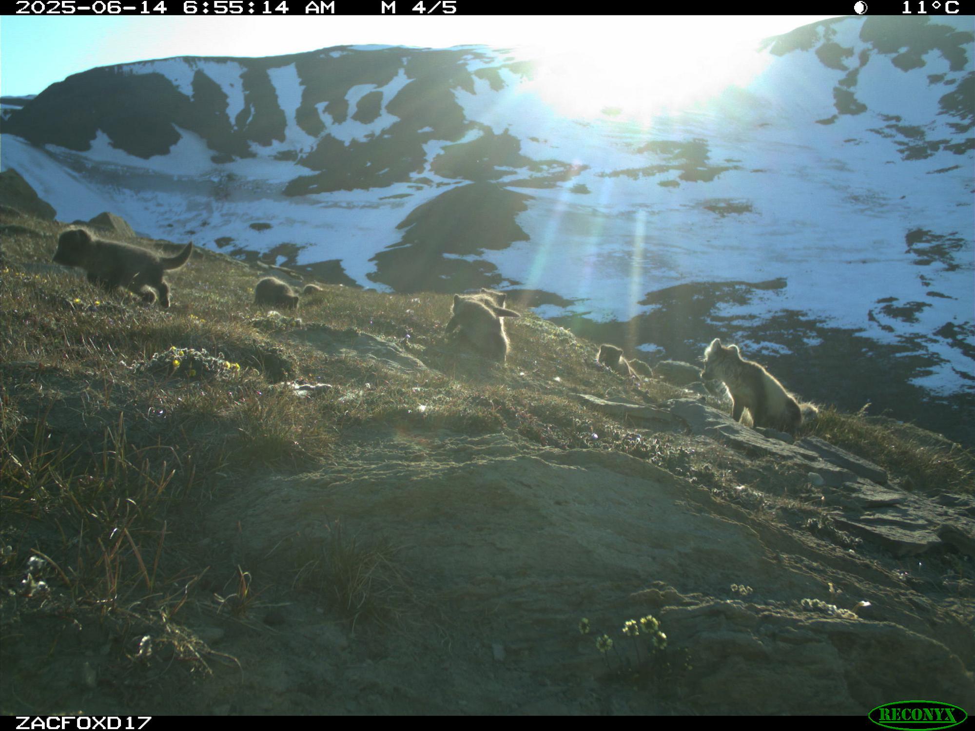 arctic foxes in Greenland
