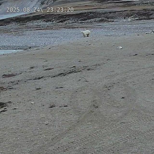 polar bear at long range