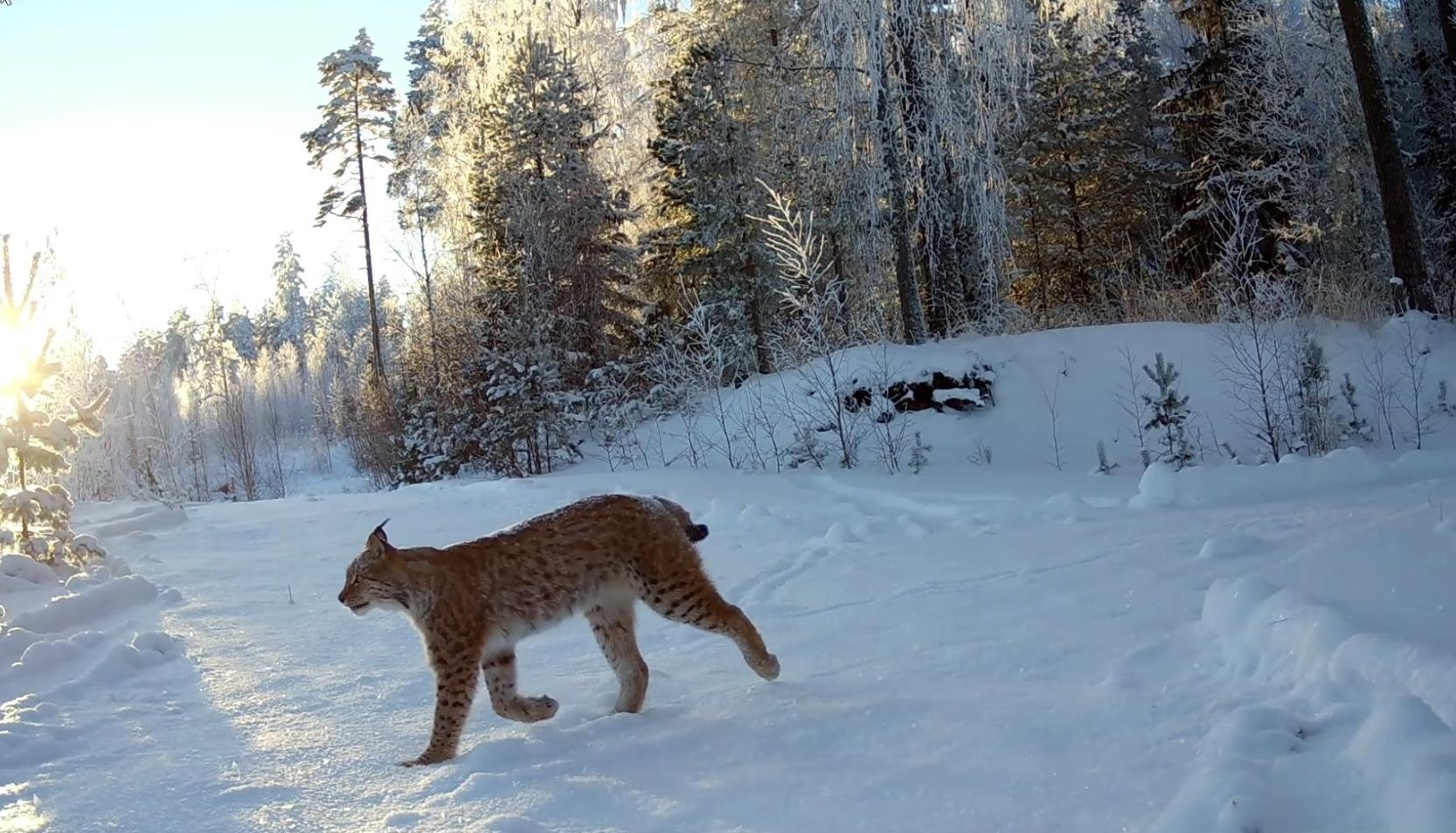 John’s local Lynx
