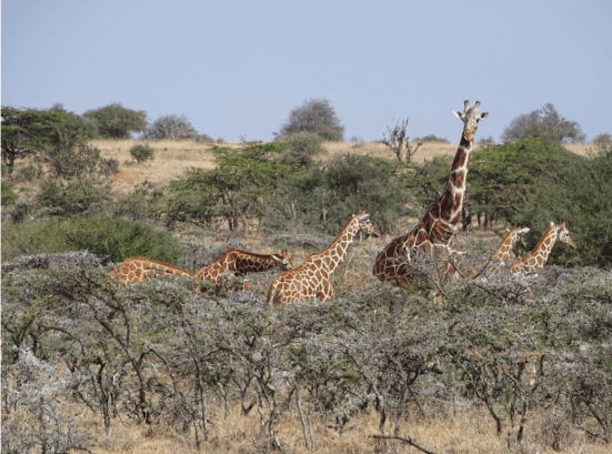 Graceful giants foraging at Mugie Coonservancy