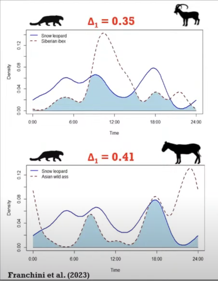 chart showing snow leopard and siberian ibex overlap during the day