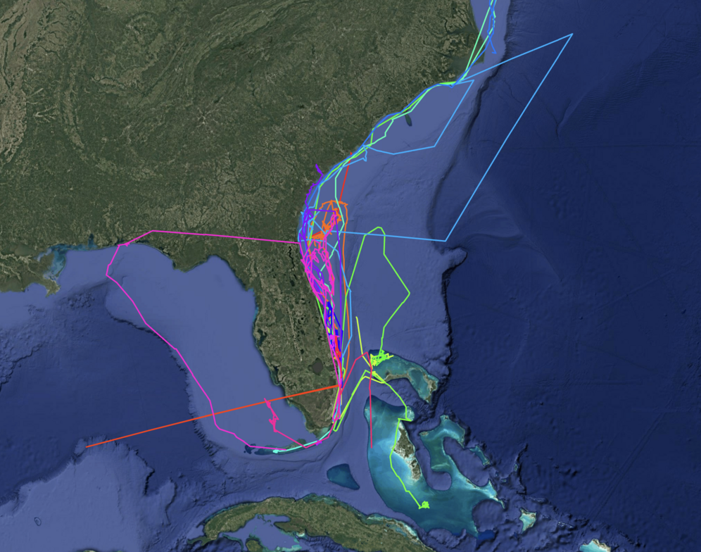 real time map showing tagged turtle routes