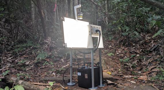 An AMI-Trap in the forest of Panama