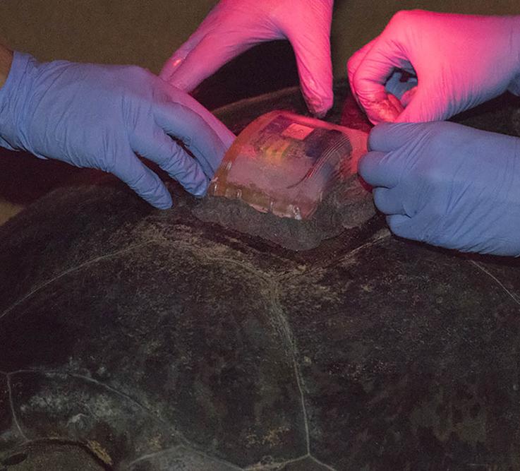 Development of an open source sea turtle GNSS tag in 2016