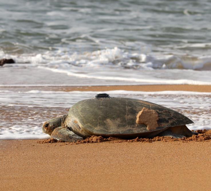 A sea turtle with a GPS tag attached returns to the ocean