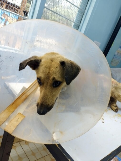 Freya during rehabilitation
