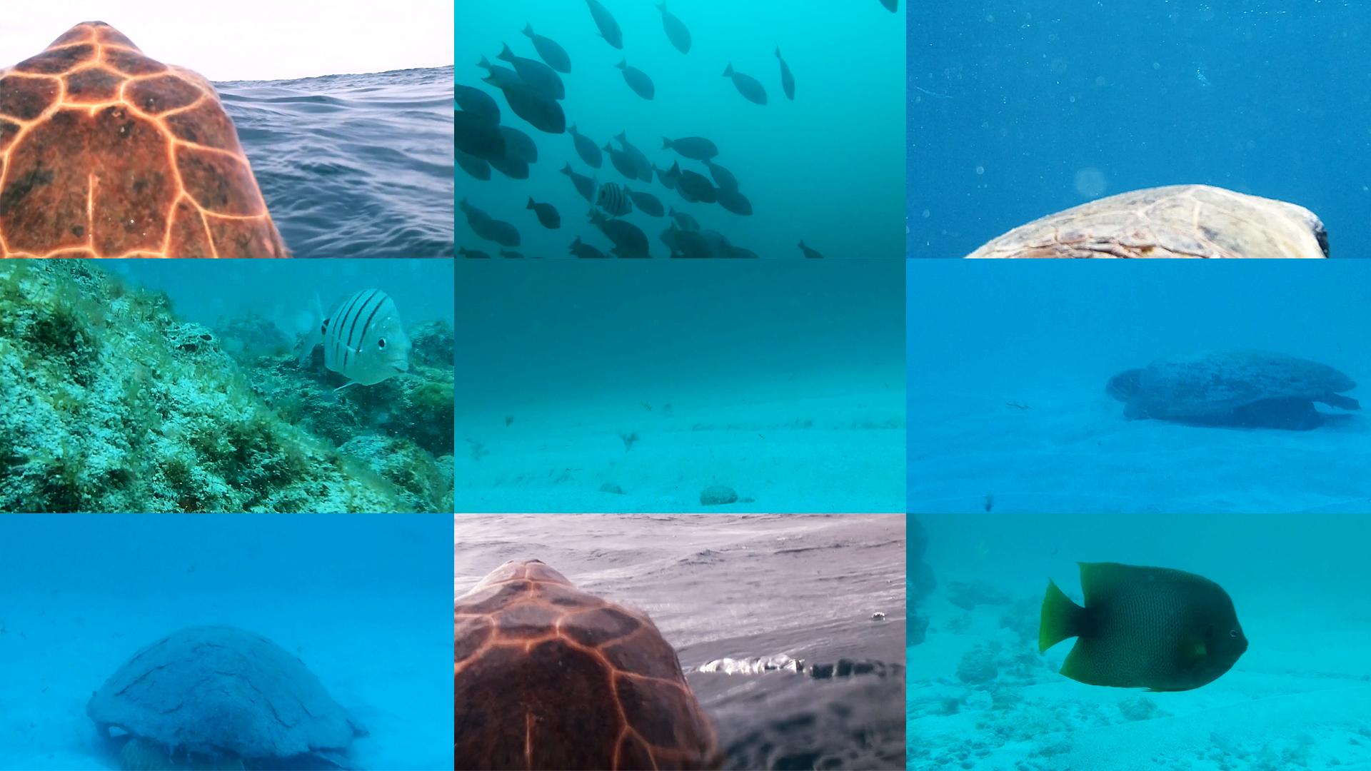Loggerhead sea turtle video footage captured in Cape Verde, Maio Island