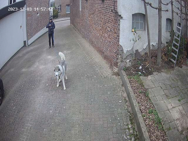 Testing wolf, er, dog detection