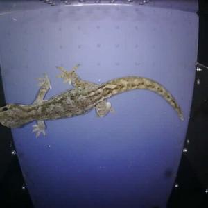 Gecko inside CritterPic