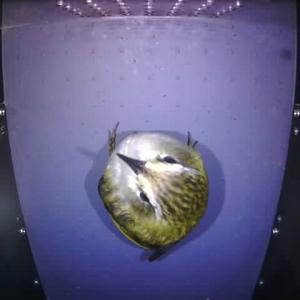 Bird inside unit