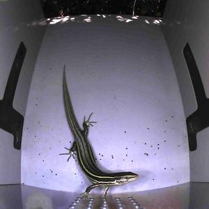Lizard in unit