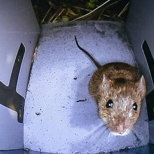 Mouse in unit