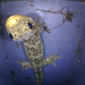 Gecko in unit