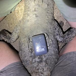Crocodile with GPS-IR sat tag (Africa Wildlife Tracking)