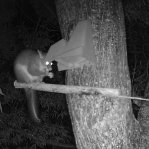 Possum feeding from philproof bait station