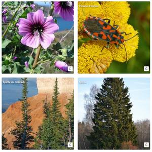 BAM - Biodiversity Around Me